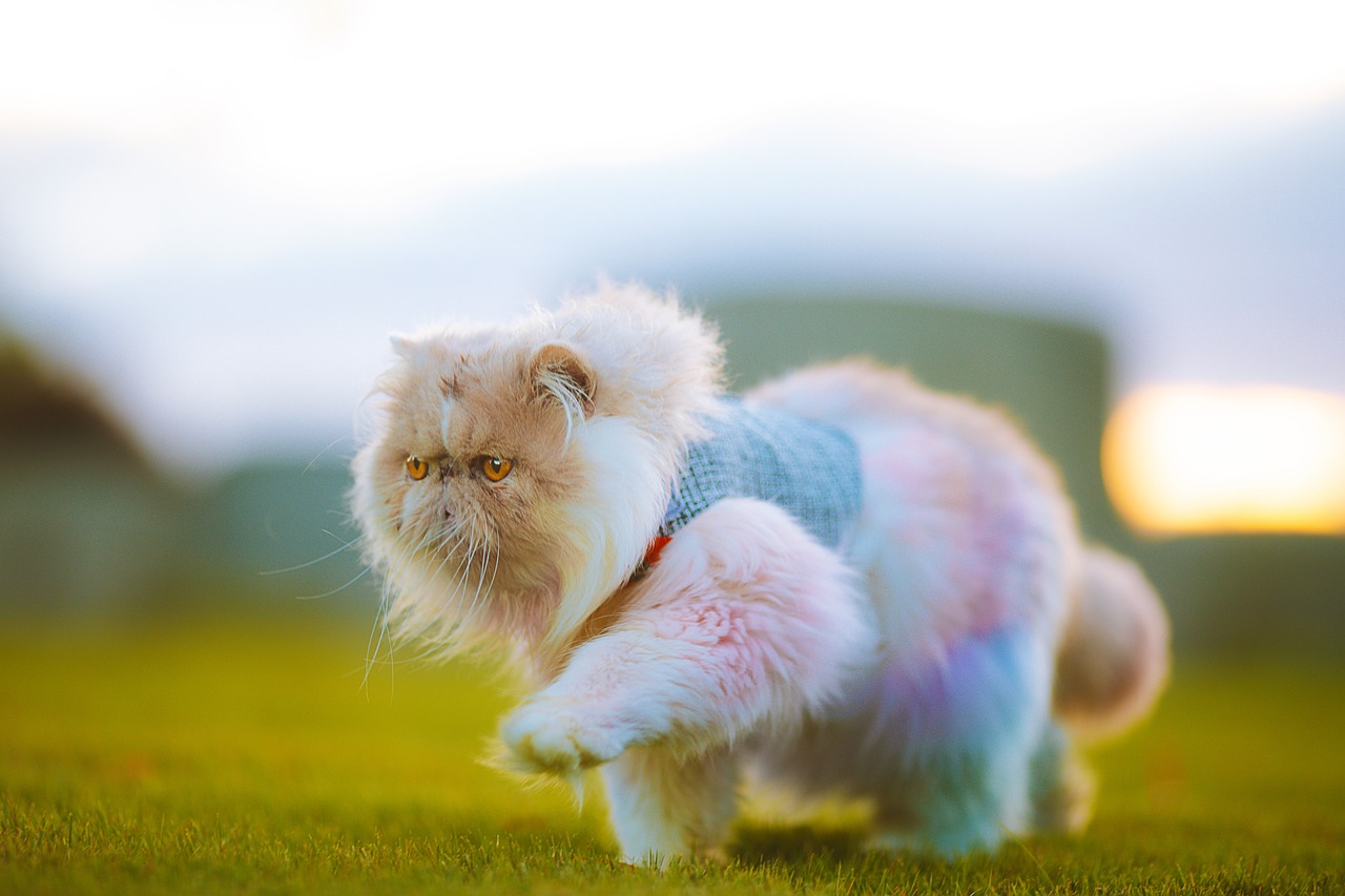 persian-cat-6699575_1280.jpg