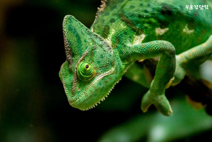 chameleon-6307349_1280.jpg