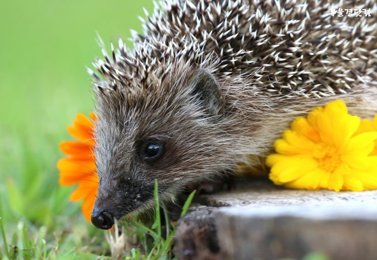 hedgehog-1539605_1280.jpg